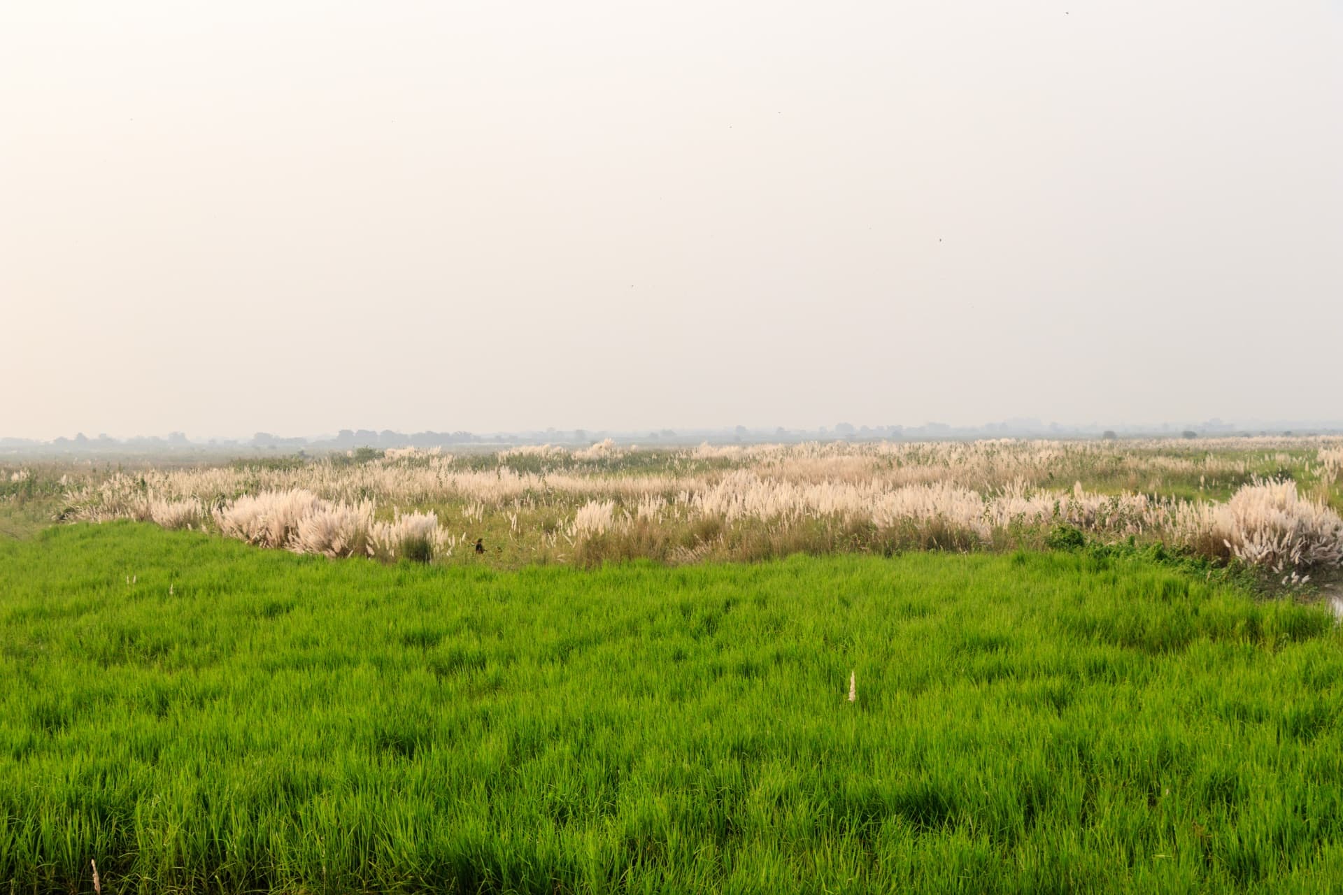 Koshi Tappu Wildlife Reserve wetland grassland in Nepal for Terai Region destination card