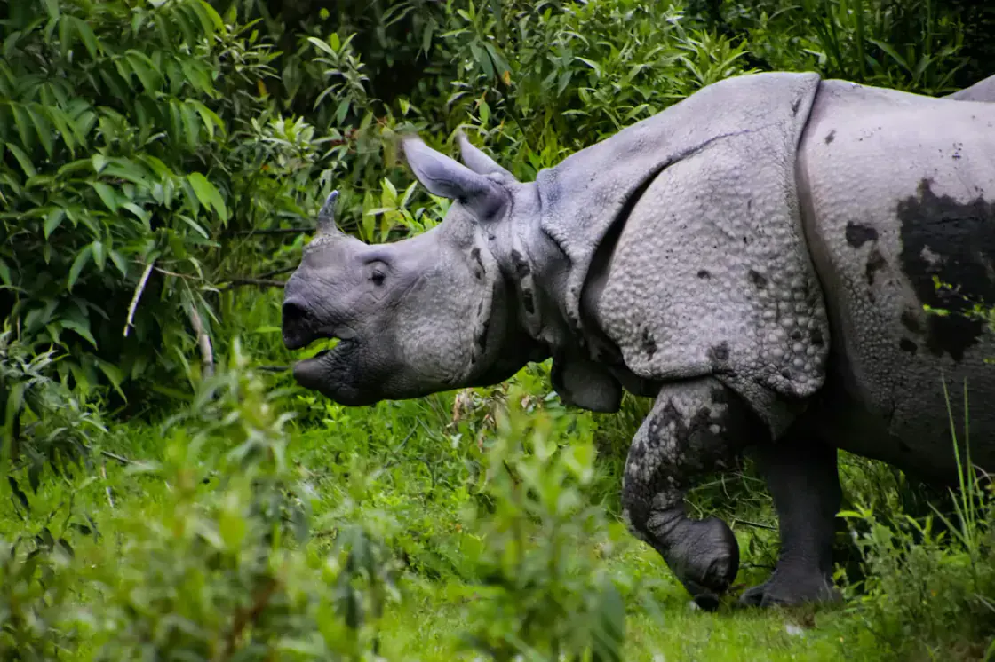 One-horned rhinoceros in Chitwan National Park Nepal