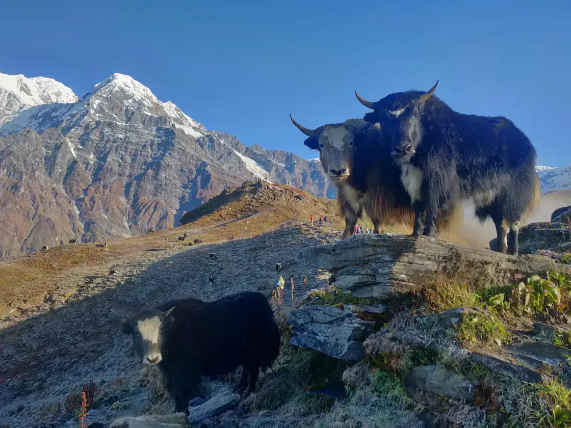 Mardi Himal ridge trekking route with Himalayan mountain views in Nepal