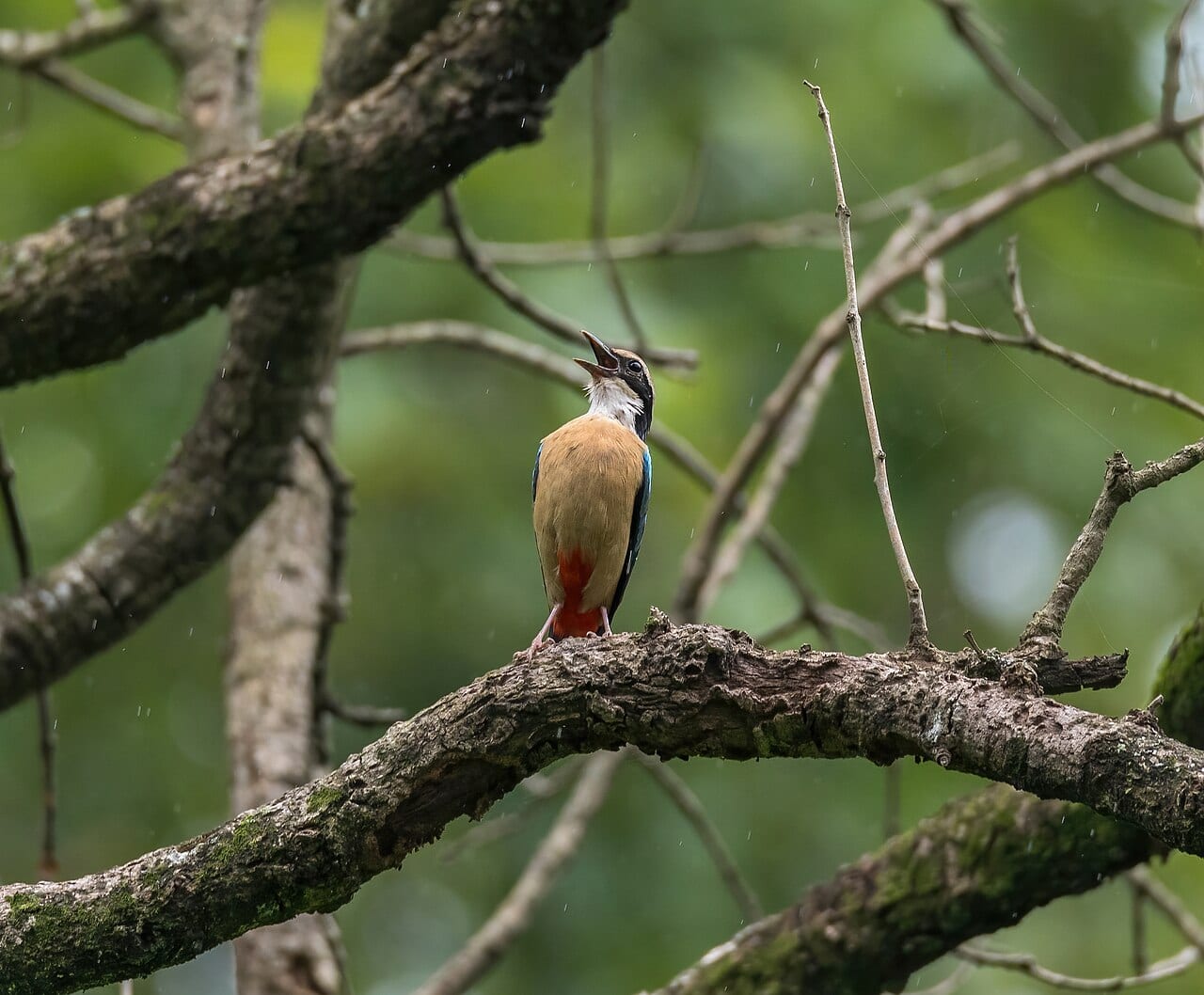 Indian pitta bird in Parsa National Park Nepal forest habitat