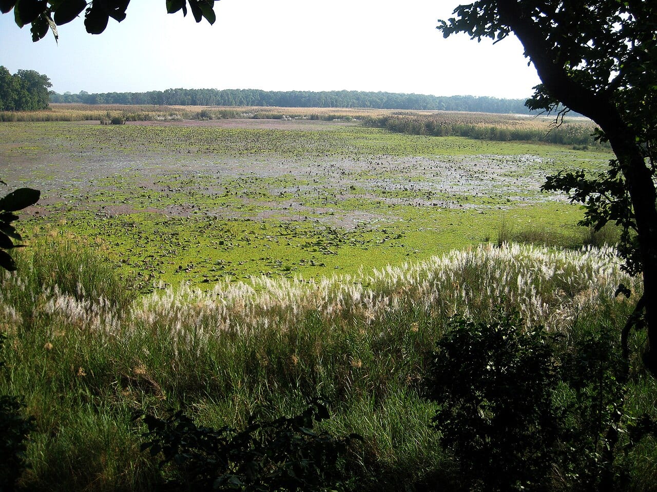 Shuklaphanta National Park wetland and grassland wildlife area in far west Nepal